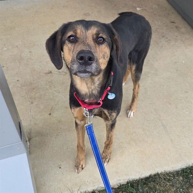 WILLOW - Hound / German Shepherd Dog available for adoption