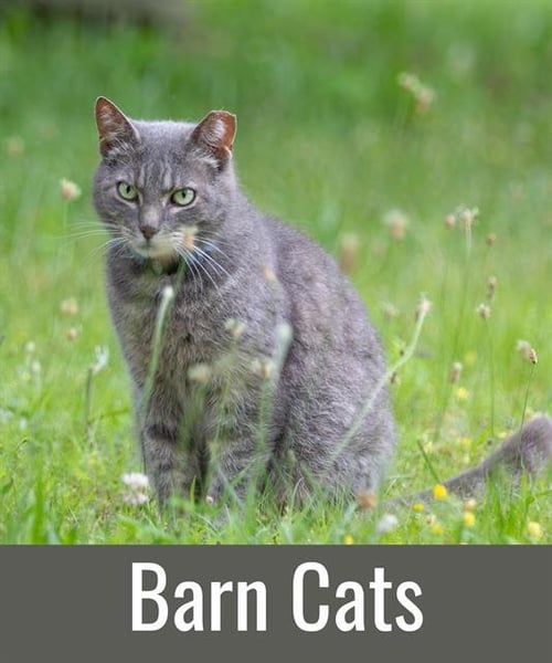 BARN CATS - Domestic Short Hair available for adoption