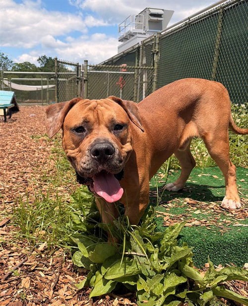 HAM - Bulldog / Pit Bull Terrier for adoption in Frederick