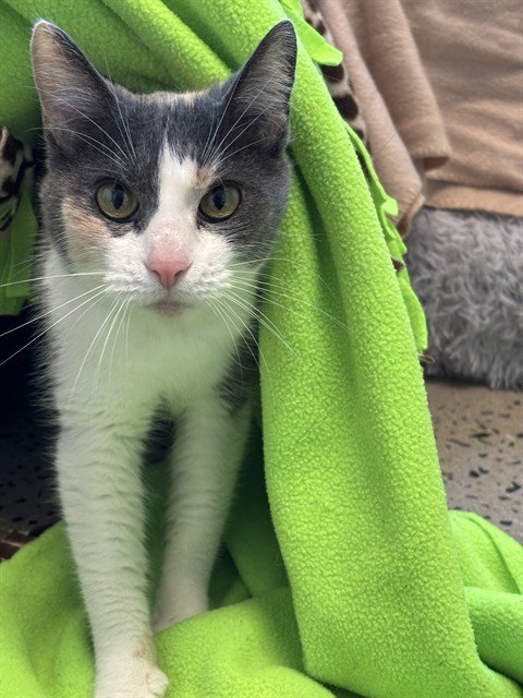 GRAY - Domestic Short Hair for adoption in Frederick