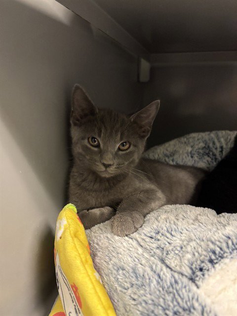 JEWEL BEETLE - Domestic Short Hair available for adoption