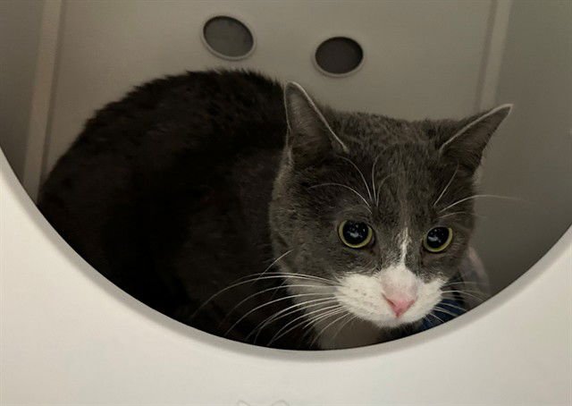 APEROL - Domestic Short Hair available for adoption