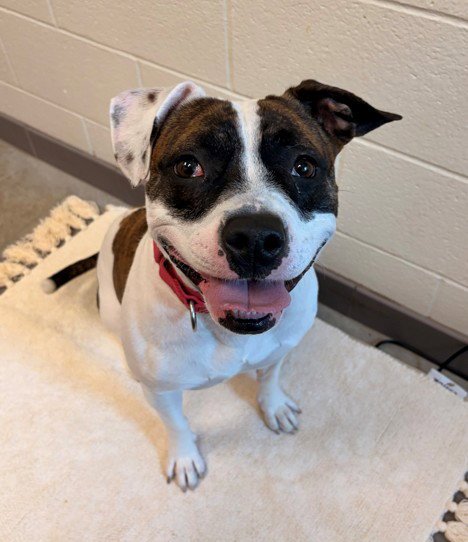 NEZUKO - Pit Bull Terrier available for adoption
