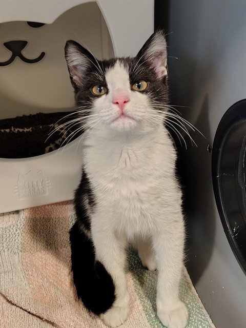 FORKLIFT - Domestic Short Hair available for adoption
