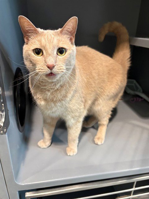 ROSIE - Domestic Short Hair for adoption in Frederick