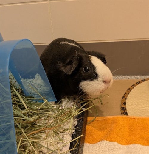 CHOCOLATE - Guinea Pig available for adoption