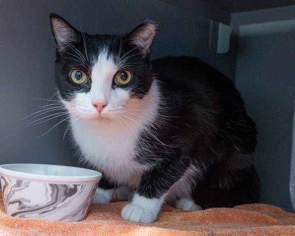 AMOS - Domestic Short Hair available for adoption