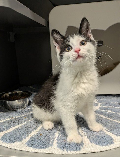 LEO - Domestic Short Hair available for adoption