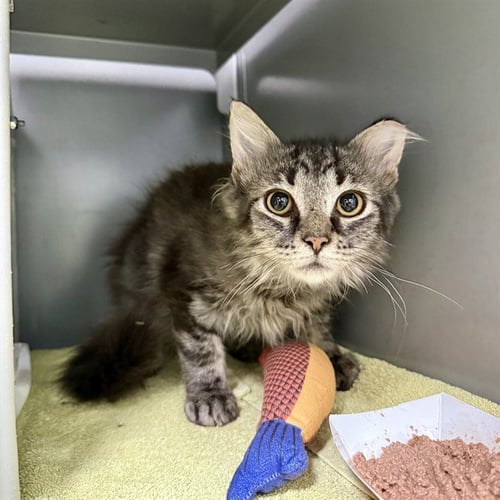 MULTIPLICATION - Domestic Short Hair for adoption in Frederick