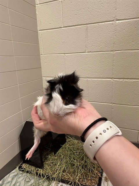 VIKINGS - Guinea Pig available for adoption