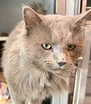 BLUE CHEESE - Domestic Long Hair available for adoption