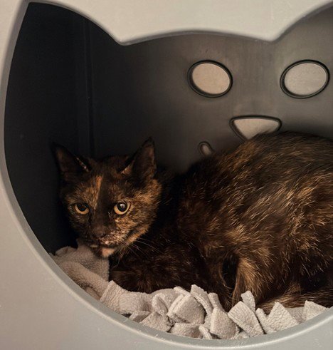 HORCHATA - Domestic Short Hair available for adoption