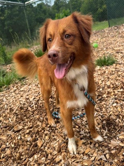 GROVER - Nova Scotia Duck-Tolling Retriever available for adoption