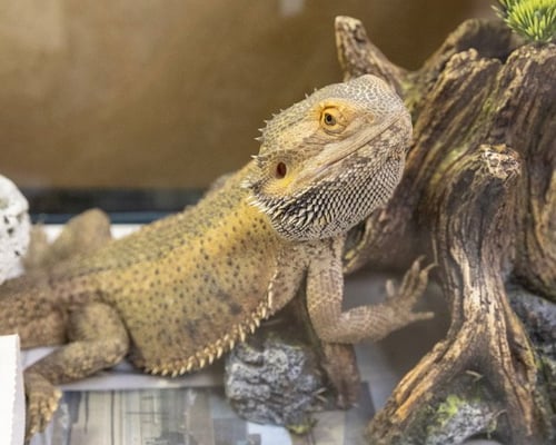 FRANKIE - Lizard available for adoption