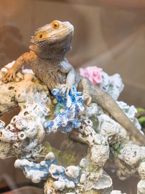 FRANKIE - Lizard available for adoption