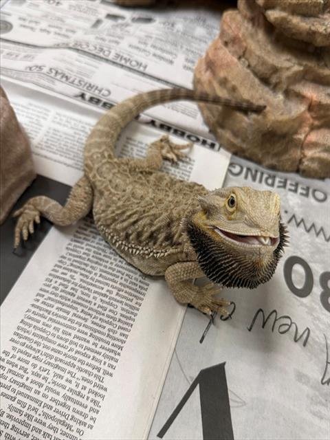 TAJIN - Lizard available for adoption