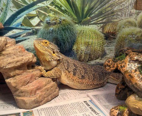 BERTHA - Lizard available for adoption