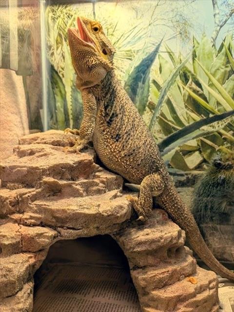 BERTHA - Lizard available for adoption