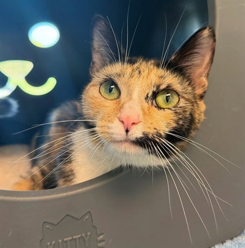 JULIANNA - Domestic Short Hair available for adoption