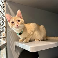 GARFIELD - Photo 1