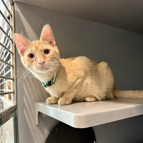 GARFIELD - Domestic Short Hair available for adoption
