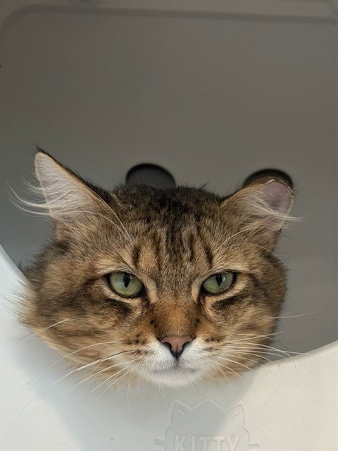 3 B'S - Domestic Long Hair available for adoption