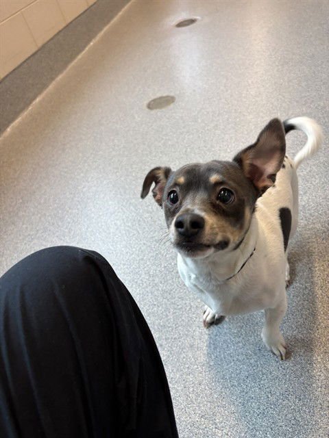 TITO - Chihuahua available for adoption