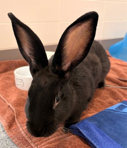 LICORICE - Shorthaired Rabbit available for adoption