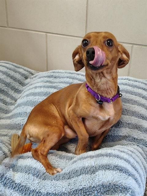 TONY - Dachshund available for adoption