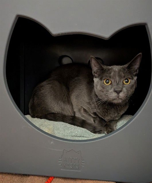 BAKING SODA - Domestic Short Hair available for adoption