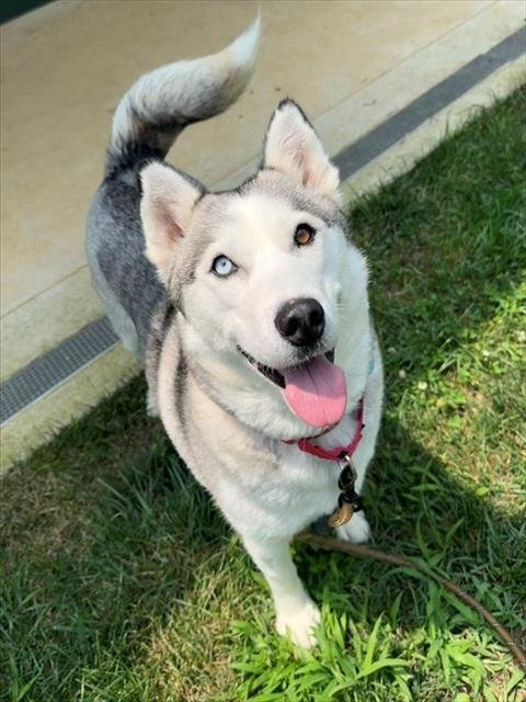 FAITH - Siberian Husky for adoption in Frederick