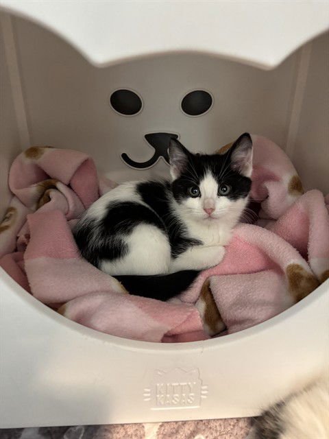 BESTIE - Domestic Short Hair available for adoption