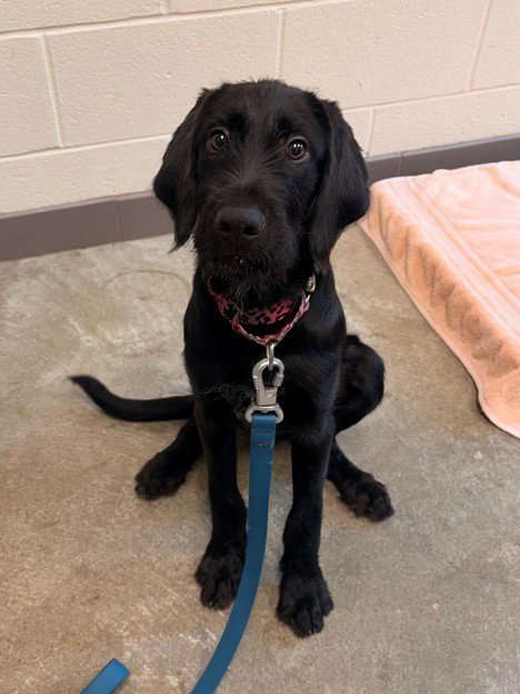 BUZZY - Labrador Retriever available for adoption