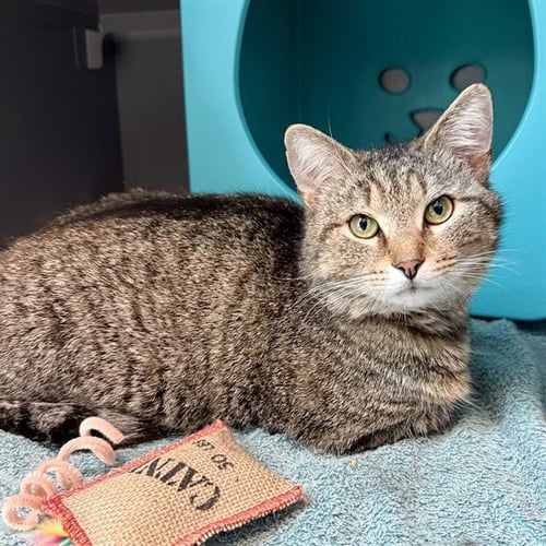 NELLI - Domestic Short Hair for adoption in Frederick