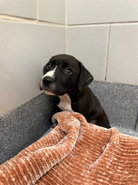 GARBY - Labrador Retriever available for adoption