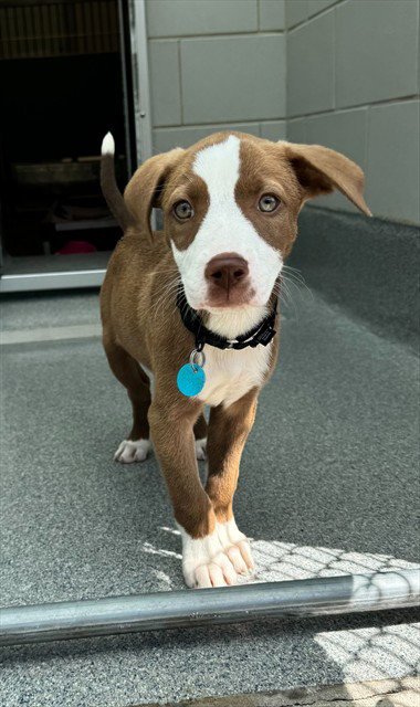 BONINITE - Terrier available for adoption