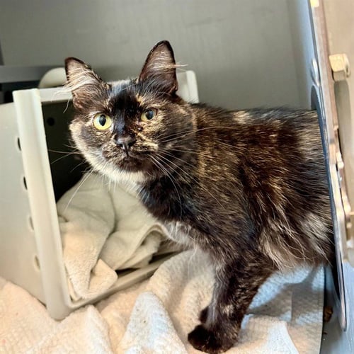 APHRODITE - Domestic Long Hair available for adoption