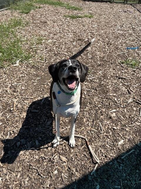 OUTLAW - Great Dane available for adoption