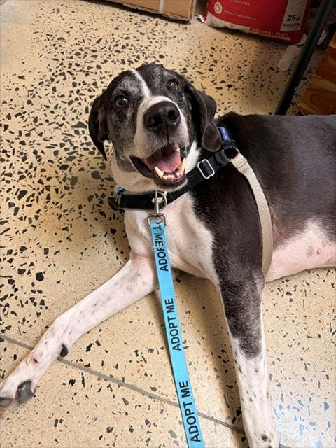OUTLAW - Great Dane available for adoption