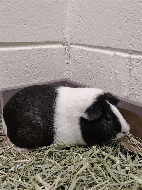 KIWI - Guinea Pig available for adoption