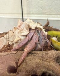 CRABICUS - Photo 1