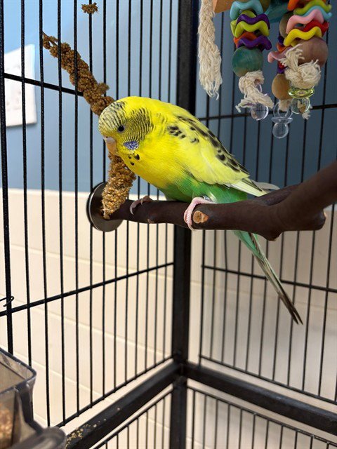 DREAMFYRE - Budgie/Budgerigar available for adoption