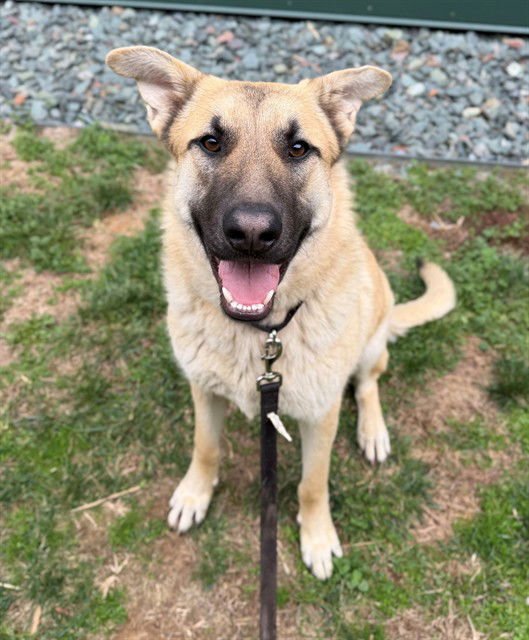 ATLAS - German Shepherd Dog available for adoption
