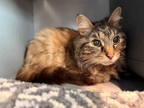 MITZIE - Domestic Long Hair for adoption in Frederick
