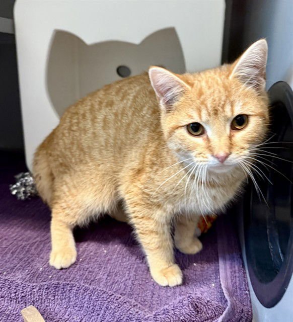 STUART - Domestic Short Hair available for adoption