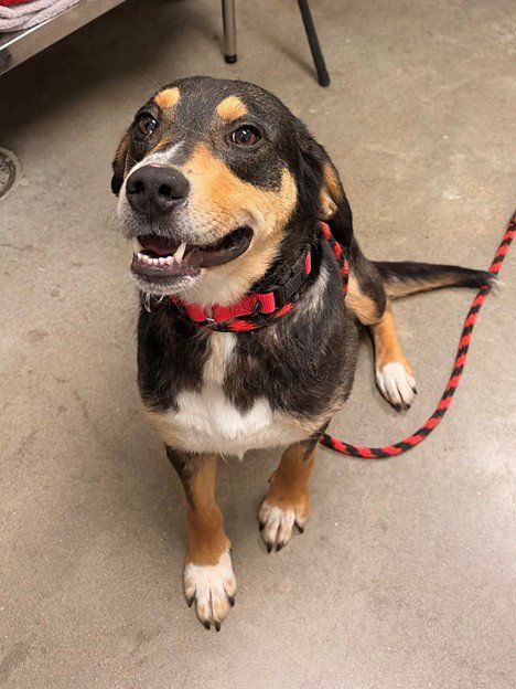 BLIFF - Hound for adoption in Frederick