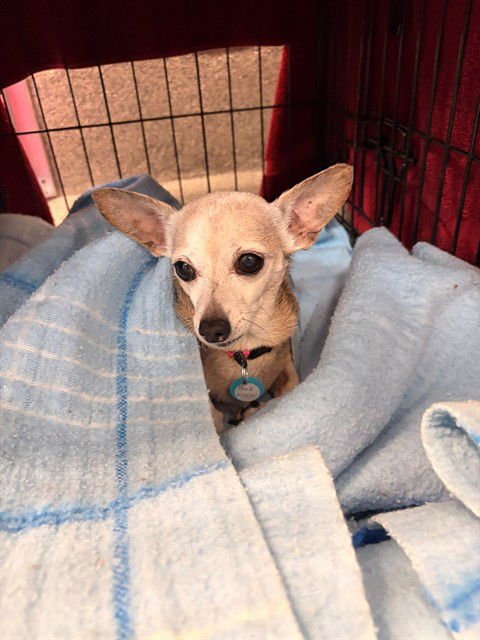 SWEETY - Chihuahua available for adoption
