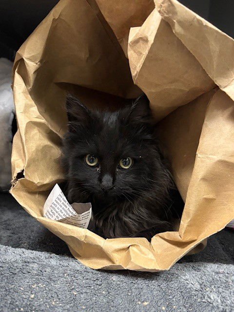 WINNIE - Domestic Long Hair available for adoption