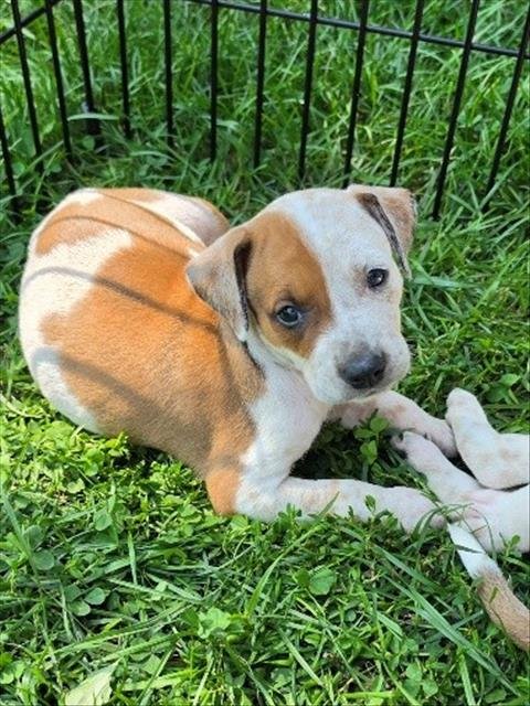 RORY - Hound available for adoption