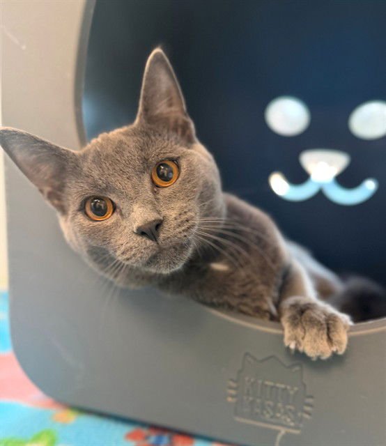 WHITTAKER - Domestic Short Hair available for adoption